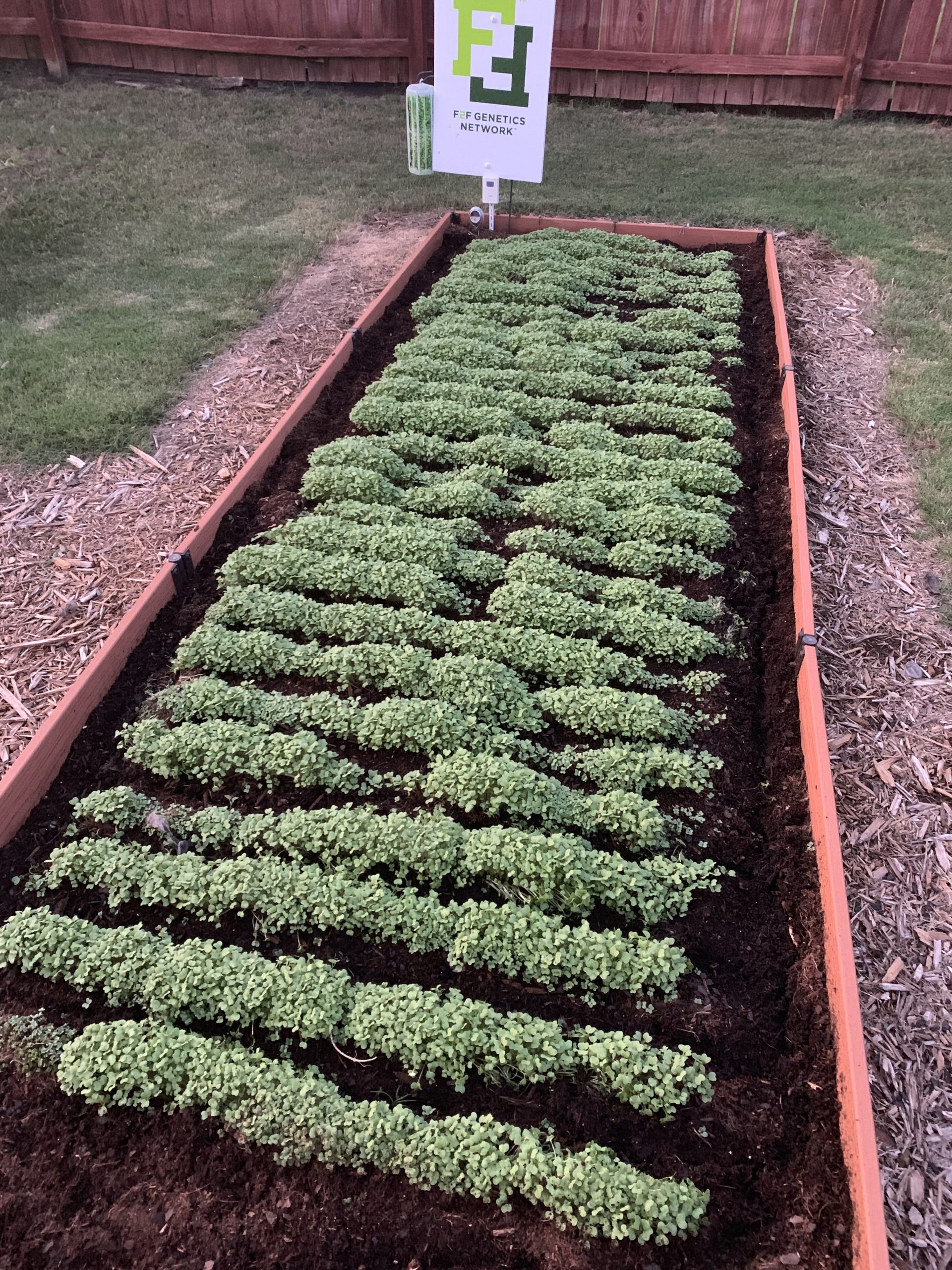2019 Season Recap Planting Kodiak Mustard in our Central Arkansas