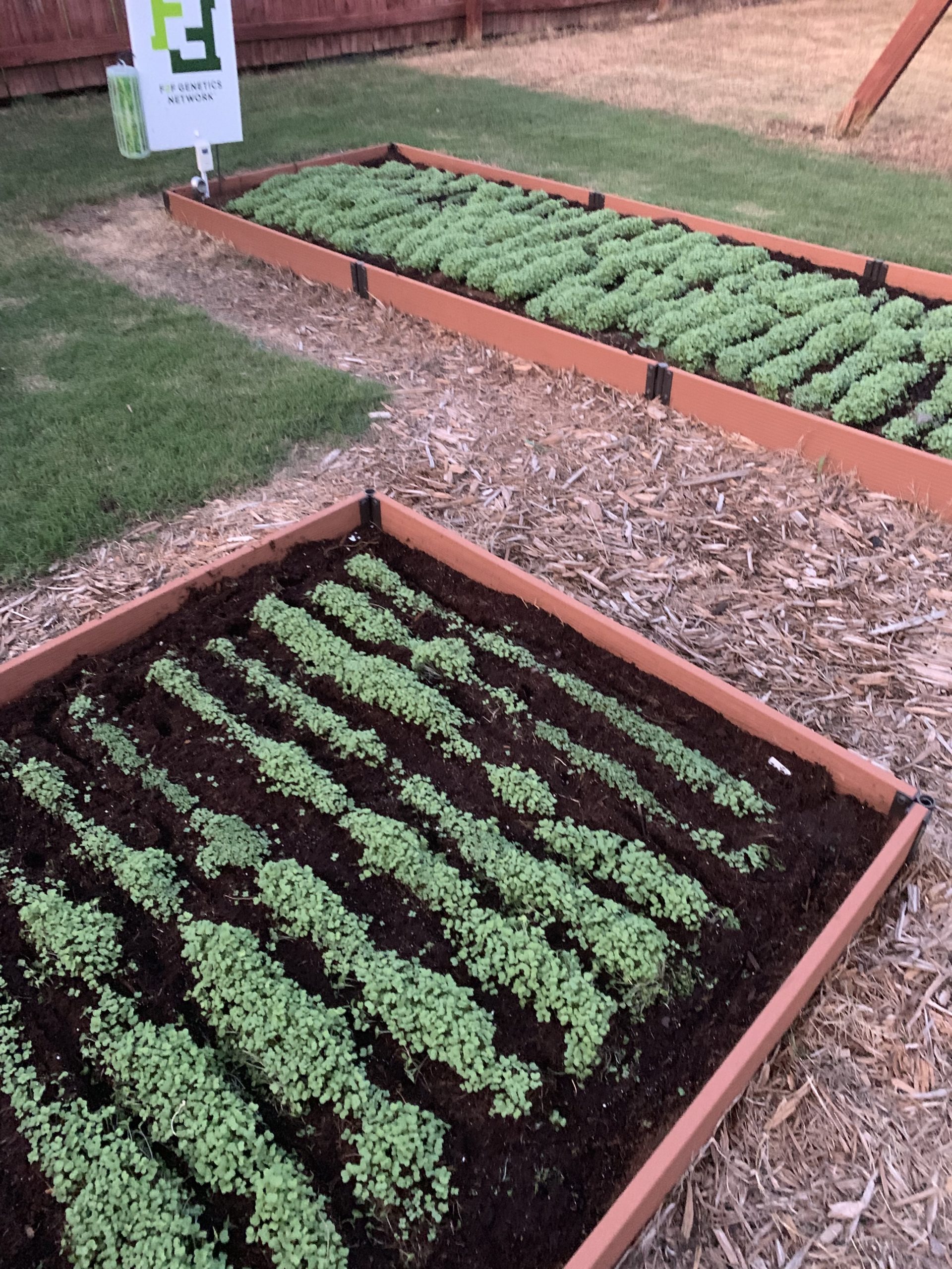 2019 Season Recap Planting Kodiak Mustard in our Central Arkansas