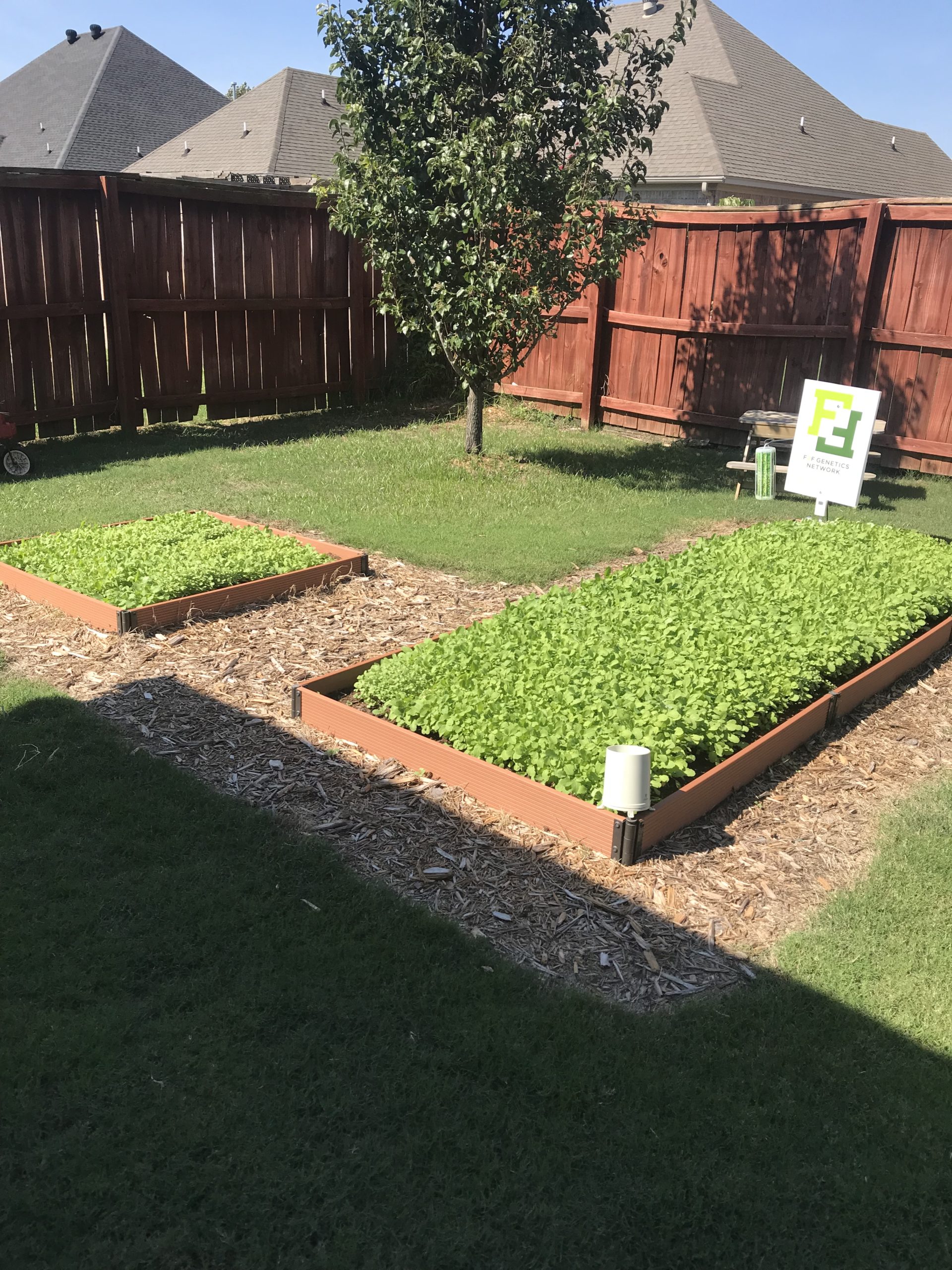 2019 Season Recap Planting Kodiak Mustard in our Central Arkansas