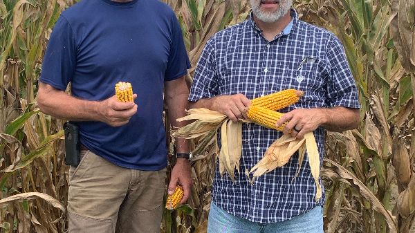 Some of our F2F Seed Corn planted in Southern Mississippi will be ready to harvest in a few days!