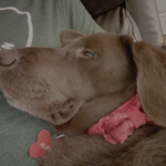 Harley, Cotton Rohrscheib's adoped Chocolate Labrador Retriever