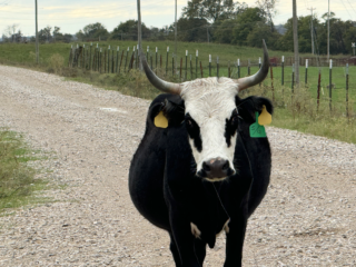 Some of our Cows