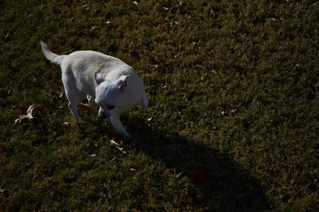 DSC_4053