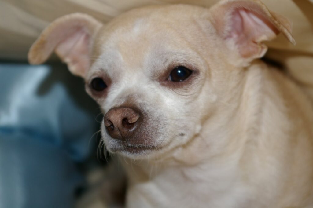 IMGP0934